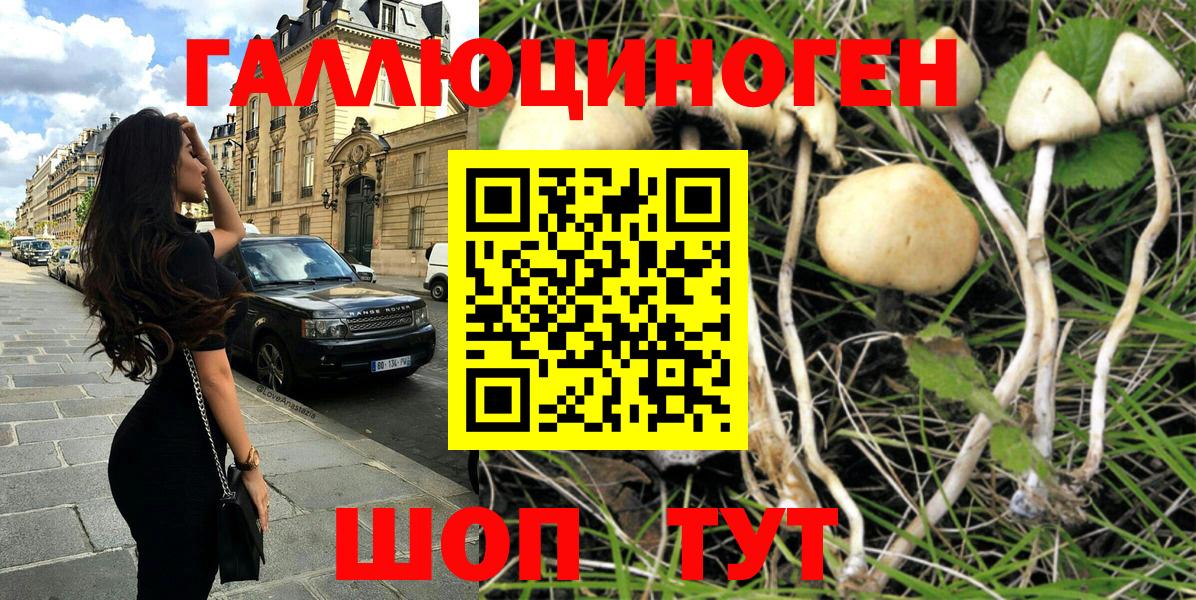 Псилоцибиновые грибы Psilocybine cubensis Полевской